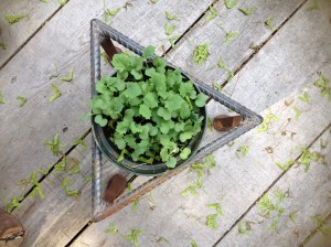 Single Triangle. $20